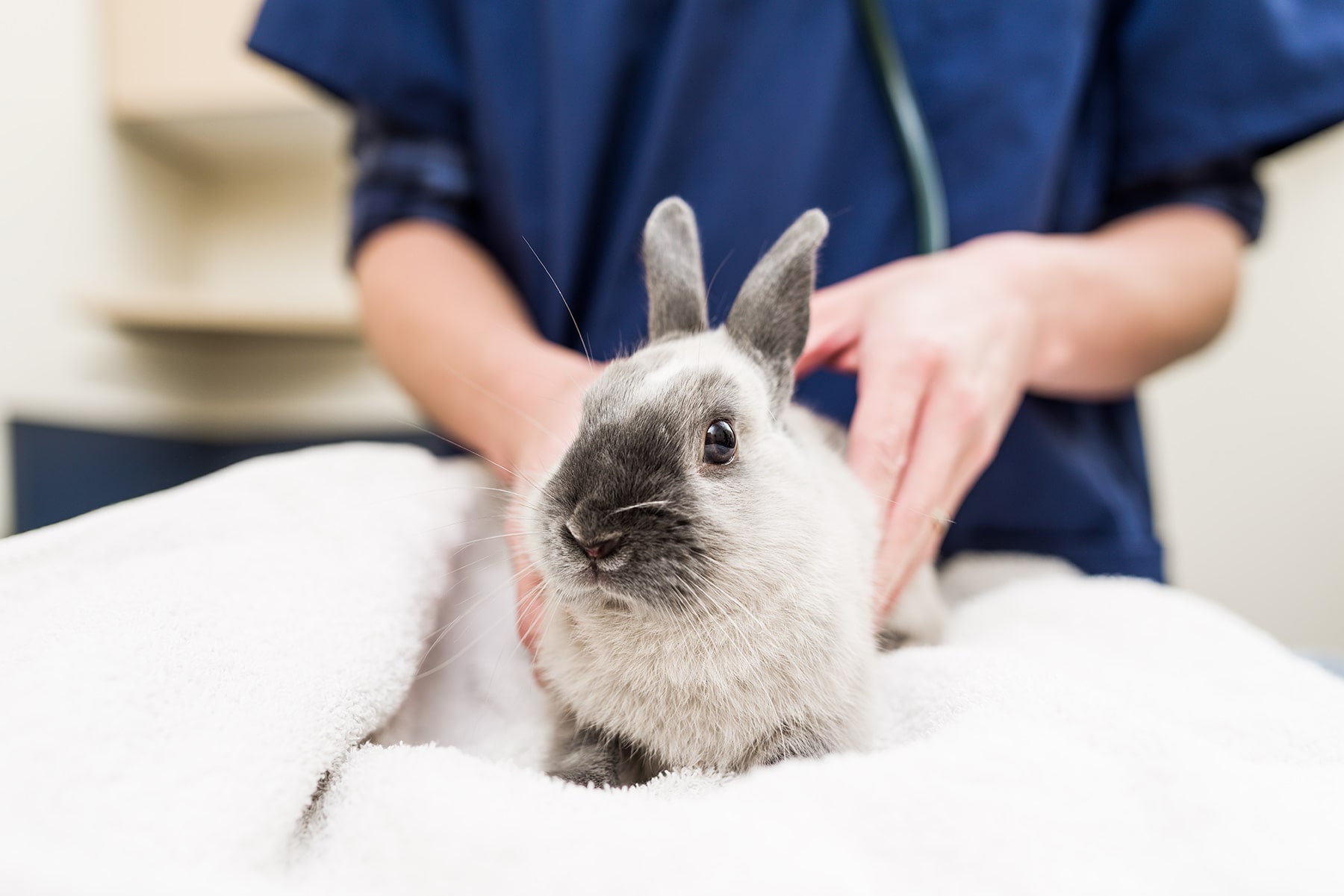AVSARC veterinarian assessing a rabbit