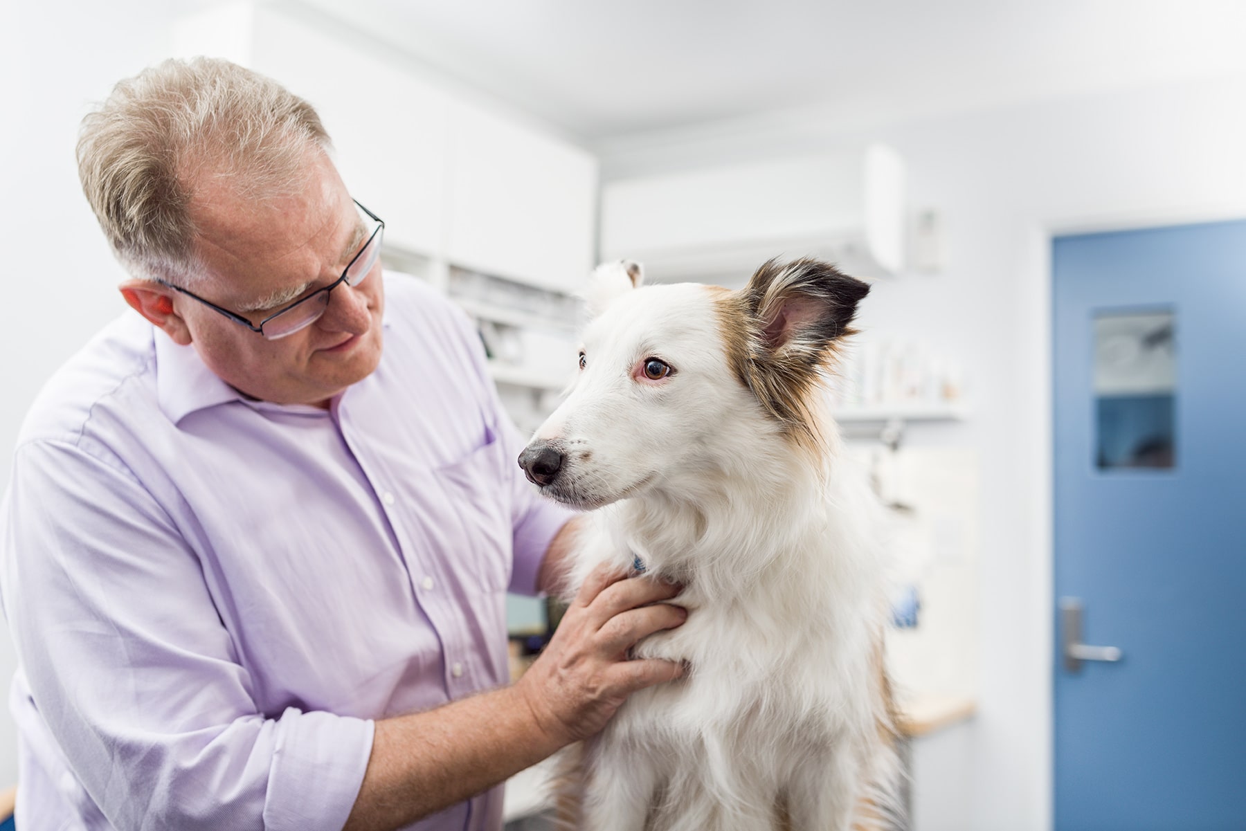 Dog receiving comprehensive care from animal dermatologist